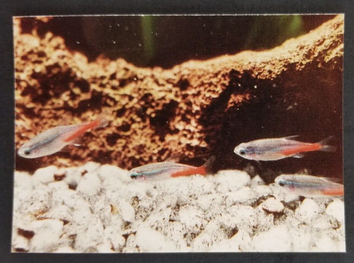 Neon tetra 1990 tropical - neon,