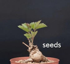 Cyphostemma sp Ngare Mara S eeds  5/20PCS