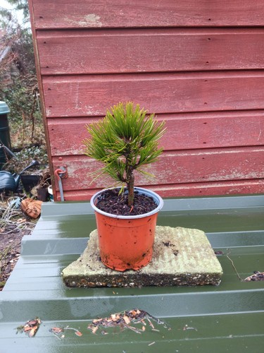 Pinus leucodermis schmidtii - pinus, 'schmidtii'