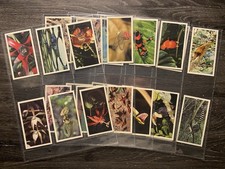 HENRI WINTERMANS GRANDEE FULL