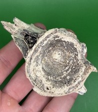 Carolina Fossil Whale Dolphin