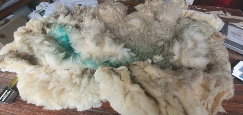 Ave staple raw sheep - 1.6,