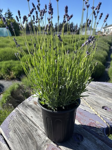 Live folgate english lavender - english,