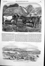 Old antique print short horn - short,