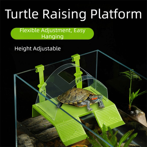 Hanging turtle basking - turtle,