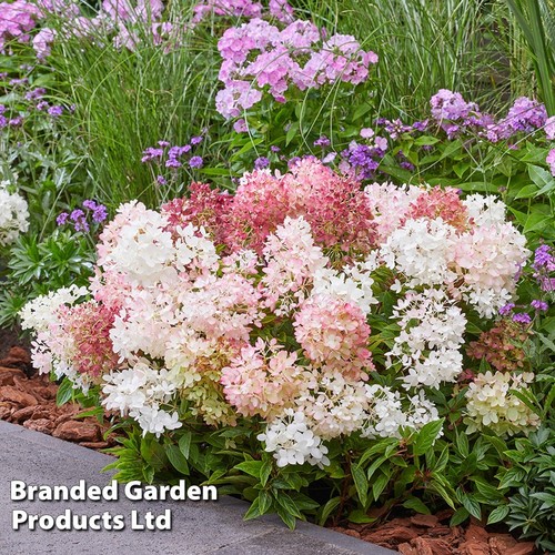 Hydrangea groundbreaker blush - hydrangea,