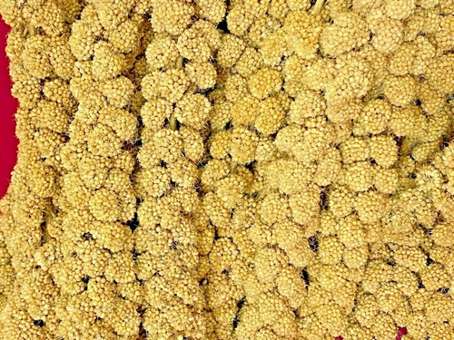 Millet spray sprigs wild - millet, spray-sprigs-wild