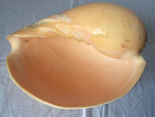 Large melon sea shell - melon,