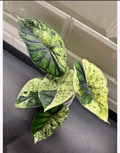 Alocasia dragon scale mint - alocasia,