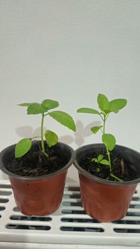 Tulsi holy basil plant - basil,