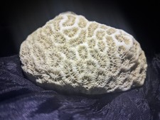Brain coral natural specimen - coral,
