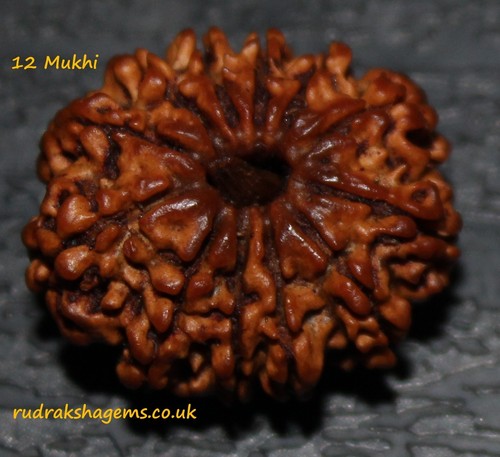 Nepalese twelve barah mukhi - twelve,