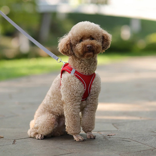 Dog harness leash - dog,