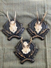 Roe Deer Antlers X3 Mounted On Carved Oak Leaf Shield Plaque