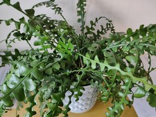Fishbone Cactus - Very Large