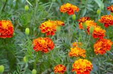 French Marigold - Tagetes