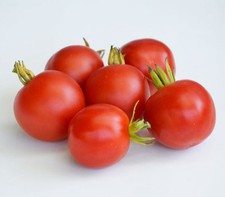 TOMATO OUTDOOR GIRL 60 FINEST