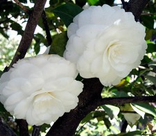 Camellia Alba Plena - Flowering Evergreen Shrub