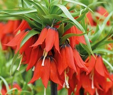 Fritillaria Bulb Red Baron 1 PK Spring Flowering Garden Landscape Hardy Borders 