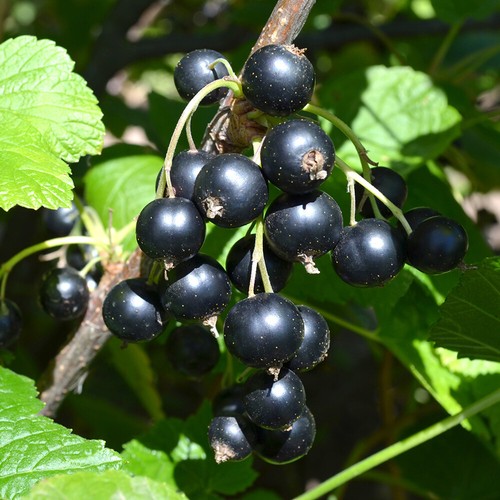 Blackcurrant titania fruit - titania,