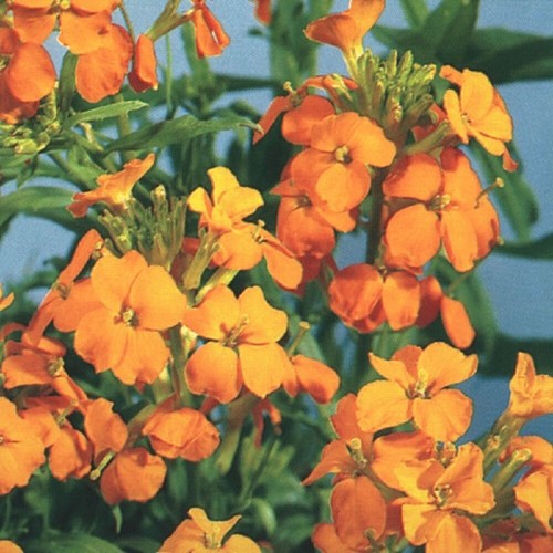 Cheiranthus allionii - cheiranthus,
