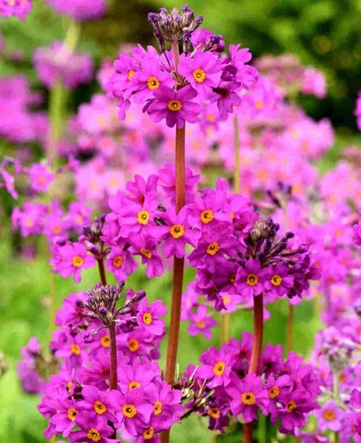 Primula beesiana candelabra - 6,