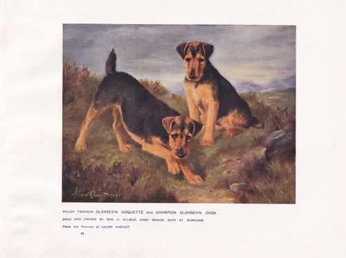 Welsh terrier dogs - terrier,