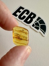 Baltic Amber With Mosquito