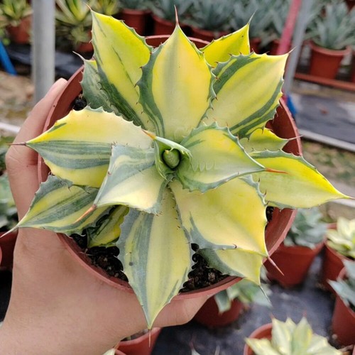 8cm succulent agave plant - 8cm,