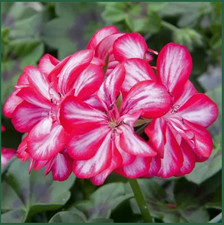 GERANIUMS Trailing x12