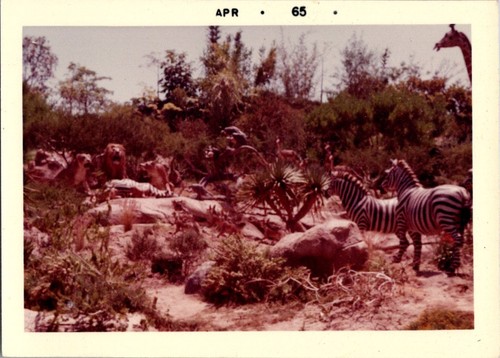 Vintage 1965 disneyland jungle - disneyland,