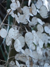 Lunaria annua Honesty 6 Plug Plants Wildflower