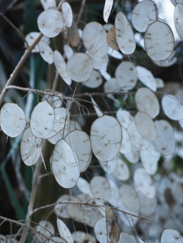 Lunaria annua honesty plug - honesty,