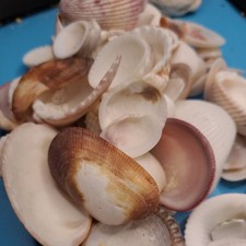 sea shells cockle lot craft