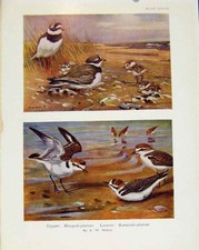 Original Old Antique Print