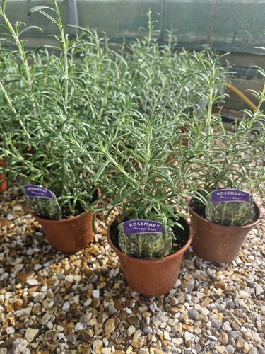 Rosemary green rosi - x, 'green