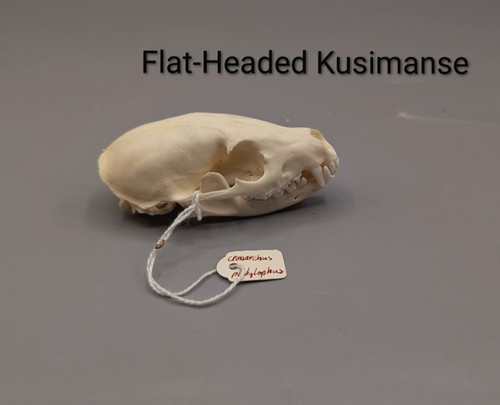 Flat headed kusimanse - flat-headed, kusimanse,
