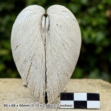 RARE Double Valve Venericardia