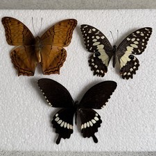 Entomology Butterfly Specimen