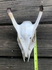 Rare,MUNTJAC DEER SKULL