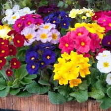 Primrose Mixed Plants - Colourful Winter Flowering Primula Bedding Plants