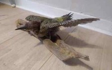 Antique Victorian Taxidermy European Green Woodpecker Picus Viridi