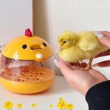 Eggs Incubator Practical