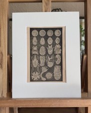 Scientific Illustration