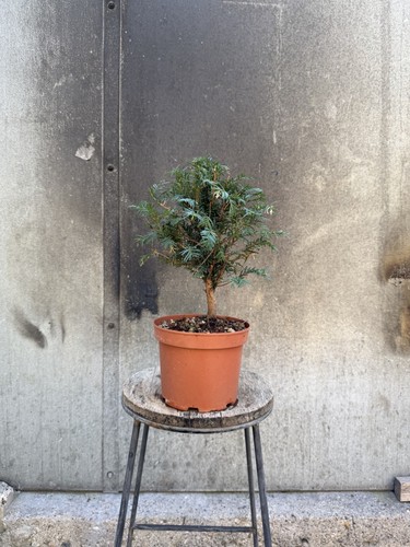 Taxus baccata yew bonsai - yew, tree