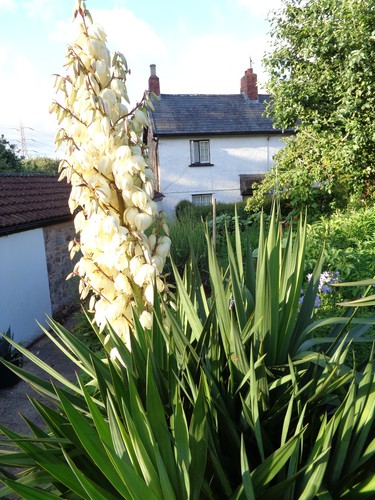Yucca gloriosa cutting - yucca,