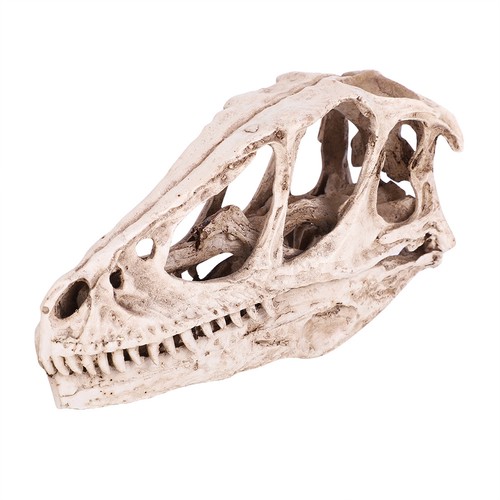 Velociraptor dinosaur skull - velociraptor,