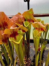 Sarracenia ASBO Mature