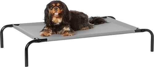 Amazon basics raised - basics, dog