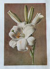 Antique Print White Lily c1900